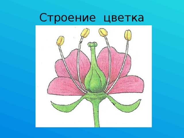 Строение цветка