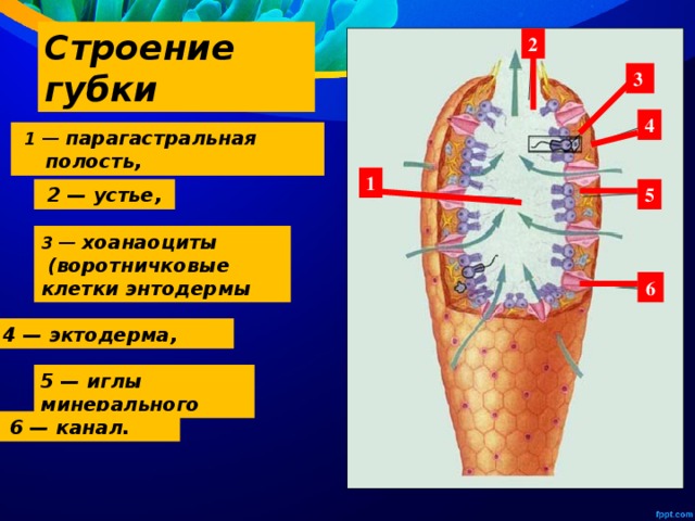 Строение Губки Картинки