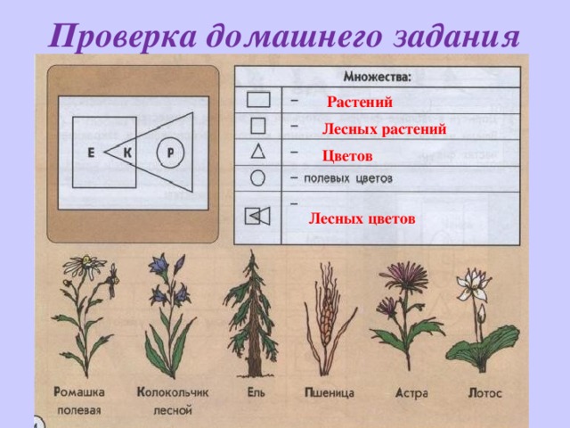 Проверка домашнего задания Растений Лесных растений Цветов Лесных цветов