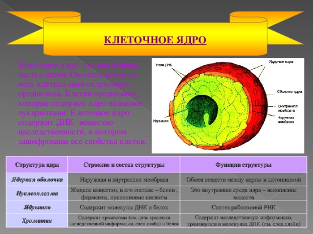 КЛЕТОЧНОЕ ЯДРО  Клеточное ядро- это важнейшая часть клетки. Оно есть почти во всех клетках многоклеточных организмов. Клетки организмов, которые содержат ядро называют эукариотами. Клеточное ядро содержит ДНК- вещество наследственности, в котором зашифрованы все свойства клетки. Структура ядра Ядерная оболочка Строение и состав структуры Нуклеоплазма Наружная и внутренняя мембрана Функции структуры Обмен веществ между ядром и цитоплазмой Ядрышко Жидкое вещество, в его составе – белки , ферменты, нуклеиновые кислоты Хроматин Это внутренняя среда ядра – накопление веществ Содержит молекулы ДНК и белок Синтез рибосомной РНК Содержит хромосомы (см. цепь хранения наследственной информации, след.слайд) и белок Содержит наследственную информацию, хранящуюся в молекулах ДНК (см. след.слайд)