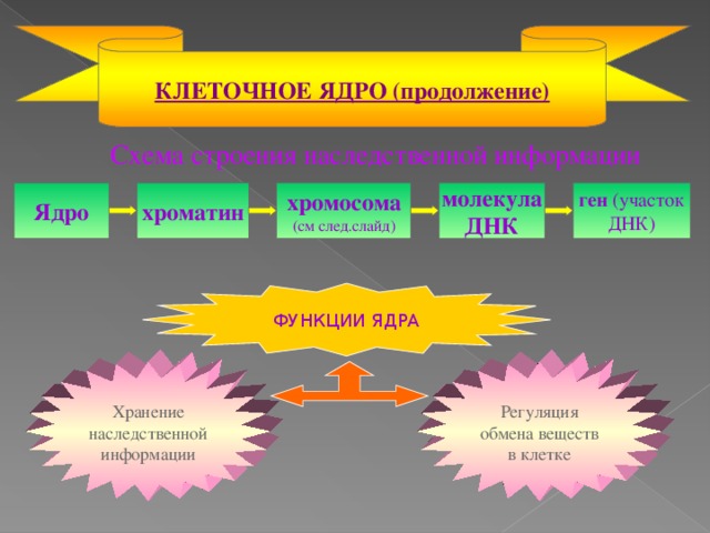 КЛЕТОЧНОЕ ЯДРО (продолжение)  Схема строения наследственной информации Ядро хроматин хромосома (см след.слайд) молекула ДНК ген (участок ДНК) ФУНКЦИИ ЯДРА Хранение наследственной информации Регуляция обмена веществ в клетке