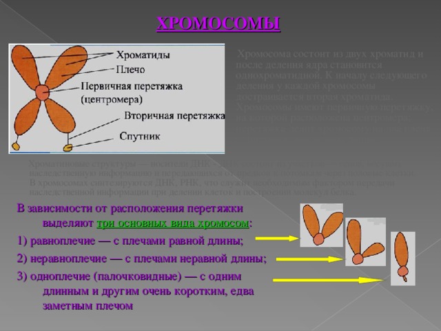 ХРОМОСОМЫ  Хромосома состоит из двух хроматид и после деления ядра становится однохроматидной. К началу следующего деления у каждой хромосомы достраивается вторая хроматида. Хромосомы имеют первичную перетяжку, на которой расположена центромера; перетяжка делит хромосому на два плеча одинаковой или разной длины.   Хроматиновые структуры — носители ДНК - ДНК состоит из участков — генов, несущих наследственную информацию и передающихся от предков к потомкам через половые клетки. В хромосомах синтезируются ДНК, РНК, что служит необходимым фактором передачи наследственной информации при делении клеток и построении молекул белка. В зависимости от расположения перетяжки выделяют три основных вида хромосом : 1) равноплечие — с плечами равной длины; 2) неравноплечие — с плечами неравной длины; 3) одноплечие (палочковидные) — с одним длинным и другим очень коротким, едва заметным плечом