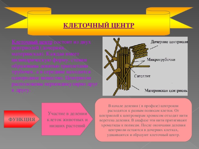 КЛЕТОЧНЫЙ ЦЕНТР  Клеточный центр состоит из двух центриолей (дочерняя, материнская). Каждая имеет цилиндрическую форму, стенки образованы девятью триплетами трубочек, а в середине находится однородное вещество. Центриоли расположены перпендикулярно друг к другу. В начале деления ( в профазе) центроили расходятся к разным полюсам клетки. От центриолей к центромерам хромосом отходят нити веретена деления. В анафазе эти нити притягивают хроматиды к полюсам. После окончания деления центриоли остаются в дочерних клетках, удваиваются и образуют клеточный центр. Участие в делении клеток животных и низших растений ФУНКЦИЯ