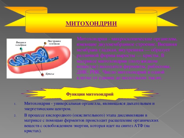 МИТОХОНДРИИ  Митохондрии - микроскопические органеллы, имеющие двухмембранное строение. Внешняя мембрана гладкая, внутренняя — образует различной формы выросты — кристы. В матриксе митохондрии (полужидком веществе) находятся ферменты, рибосомы, ДНК, РНК. Число митохондрий в одной клетке от единиц до нескольких тысяч. Функции  митохондрий