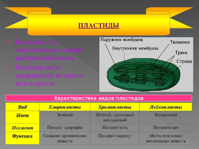 ПЛАСТИДЫ Пластиды - это энергетические станции растительной клетки. Пластиды могут превращаться из одного вида в другой. Характеристика видов пластидов Вид Хлоропласты Цвет Пегмент Хромопласты Зелёный Функция Лейкопласты Жёлтый, оранжевый или красный Пегмент хлорофил Бесцветный Создание органических веществ Пегмент есть Пегмента нет Придают окраску Место отложения питательных веществ