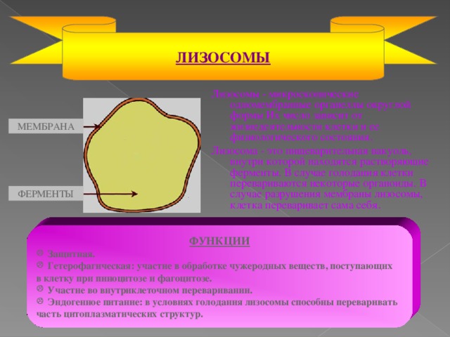 ЛИЗОСОМЫ Лизосомы - микроскопические одномембранные органеллы округлой формы Их число зависит от жизнедеятельности клетки и ее физиологического состояния. Лизосома - это пищеварительная вакуоль, внутри которой находятся растворяющие ферменты. В случае голодания клетки перевариваются некоторые органоиды. В случае разрушения мембраны лизосомы, клетка переваривает сама себя. МЕМБРАНА ФЕРМЕНТЫ ФУНКЦИИ