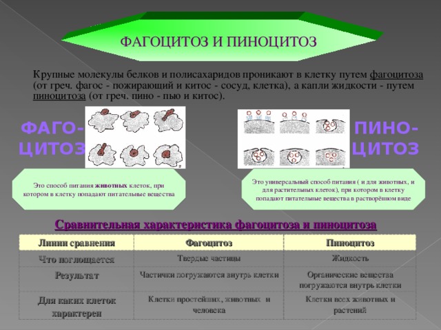 ФАГОЦИТОЗ И ПИНОЦИТОЗ  Крупные молекулы белков и полисахаридов проникают в клетку путем фагоцитоза (от греч. фагос - пожирающий и китос - сосуд, клетка), а капли жидкости - путем пиноцитоза (от греч. пино - пью и китос). ФАГО- ЦИТОЗ ПИНО- ЦИТОЗ Это способ питания животных клеток, при котором в клетку попадают питательные вещества Это универсальный способ питания ( и для животных, и для растительных клеток), при котором в клетку попадают питательные вещества в растворённом виде Сравнительная характеристика фагоцитоза и пиноцитоза Линии сравнения Что поглощается Фагоцитоз Пиноцитоз Твердые частицы Результат Жидкость Для каких клеток характерен Частички погружаются внутрь клетки Органические вещества погружаются внутрь клетки Клетки простейших, животных и человека Клетки всех животных и растений