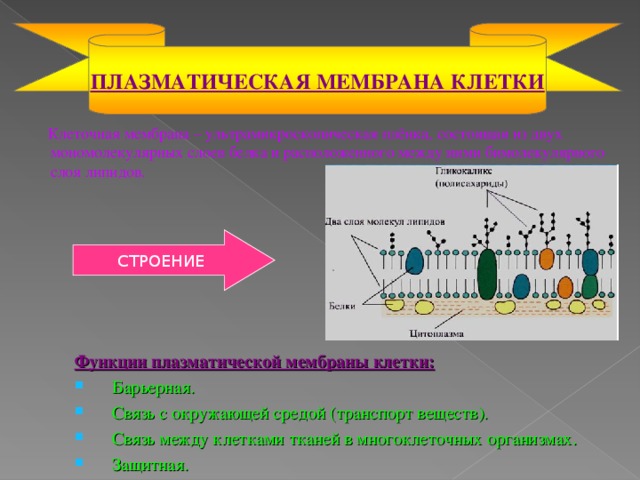 ПЛАЗМАТИЧЕСКАЯ МЕМБРАНА КЛЕТКИ  Клеточная мембрана – ультрамикроскопическая плёнка, состоящая из двух мономолекулярных слоев белка и расположенного между ними бимолекулярного слоя липидов. СТРОЕНИЕ Функции плазматической мембраны клетки: