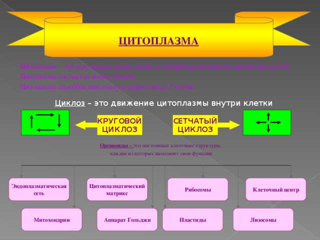 КРУГОВОЙ ЦИКЛОЗ ЦИТОПЛАЗМА  Цитоплазма – это полужидкая среда клетки, в которой располагаются органоиды клетки.  Цитоплазма состоит из воды и белков.  Цитоплазма способна двигаться со скоростью до 7 см/час Циклоз – это движение цитоплазмы внутри клетки СЕТЧАТЫЙ ЦИКЛОЗ Органоиды – это постоянные клеточные структуры, каждая из которых выполняет свои функции Цитоплазматический матрикс Рибосомы Клеточный центр Эндоплазматическая сеть Митохондрии Аппарат Гольджи Пластиды Лизосомы