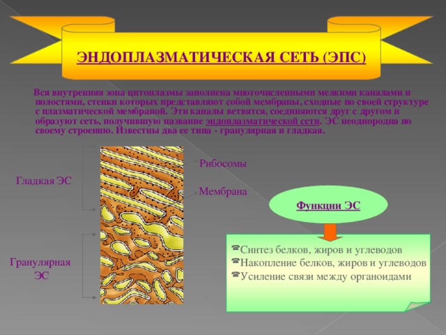 ЭНДОПЛАЗМАТИЧЕСКАЯ СЕТЬ (ЭПС)  Вся внутренняя зона цитоплазмы заполнена многочисленными мелкими каналами и полостями, стенки которых представляют собой мембраны, сходные по своей структуре с плазматической мембраной. Эти каналы ветвятся, соединяются друг с другом и образуют сеть, получившую название эндоплазматической сети . ЭС неоднородна по своему строению. Известны два ее типа - гранулярная и гладкая. Рибосомы Гладкая ЭС Мембрана Функции ЭС Синтез белков, жиров и углеводов Накопление белков, жиров и углеводов Усиление связи между органоидами Гранулярная  ЭС