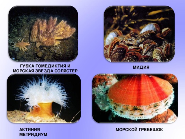 ГУБКА ГОМЕДИКТИЯ И МОРСКАЯ ЗВЕЗДА СОЛЯСТЕР МИДИЯ АКТИНИЯ МЕТРИДИУМ МОРСКОЙ ГРЕБЕШОК