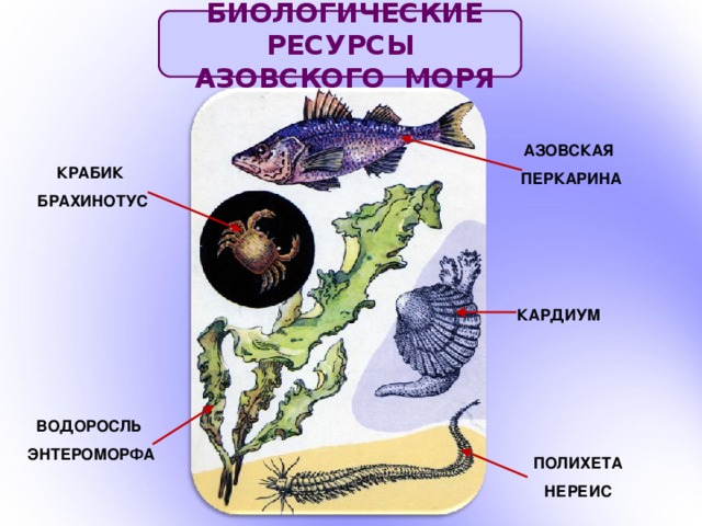 БИОЛОГИЧЕСКИЕ РЕСУРСЫ  АЗОВСКОГО МОРЯ АЗОВСКАЯ ПЕРКАРИНА КРАБИК БРАХИНОТУС КАРДИУМ ВОДОРОСЛЬ ЭНТЕРОМОРФА ПОЛИХЕТА НЕРЕИС