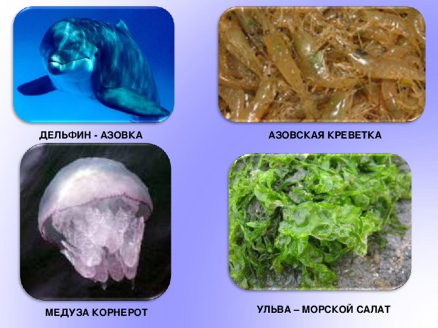 ДЕЛЬФИН - АЗОВКА АЗОВСКАЯ КРЕВЕТКА УЛЬВА – МОРСКОЙ САЛАТ МЕДУЗА КОРНЕРОТ