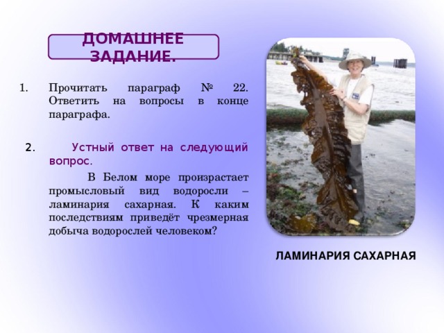 ДОМАШНЕЕ ЗАДАНИЕ. Прочитать параграф № 22. Ответить на вопросы в конце параграфа.   2. Устный ответ на следующий вопрос.  В Белом море произрастает промысловый вид водоросли – ламинария сахарная. К каким последствиям приведёт чрезмерная добыча водорослей человеком?   ЛАМИНАРИЯ САХАРНАЯ