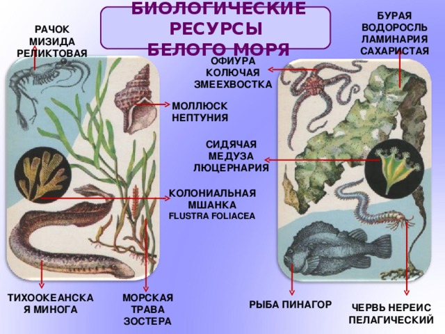 БУРАЯ ВОДОРОСЛЬ ЛАМИНАРИЯ САХАРИСТАЯ  БИОЛОГИЧЕСКИЕ РЕСУРСЫ  БЕЛОГО МОРЯ РАЧОК МИЗИДА РЕЛИКТОВАЯ ОФИУРА КОЛЮЧАЯ ЗМЕЕХВОСТКА МОЛЛЮСК НЕПТУНИЯ СИДЯЧАЯ МЕДУЗА ЛЮЦЕРНАРИЯ КОЛОНИАЛЬНАЯ МШАНКА FLUSTRA FOLIACEA МОРСКАЯ ТРАВА ЗОСТЕРА ТИХООКЕАНСКАЯ МИНОГА РЫБА ПИНАГОР ЧЕРВЬ НЕРЕИС ПЕЛАГИЧЕСКИЙ