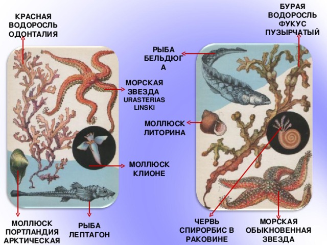БУРАЯ ВОДОРОСЛЬ ФУКУС ПУЗЫРЧАТЫЙ КРАСНАЯ ВОДОРОСЛЬ ОДОНТАЛИЯ РЫБА БЕЛЬДЮГА МОРСКАЯ ЗВЕЗДА URASTERIAS LINSKI МОЛЛЮСК ЛИТОРИНА МОЛЛЮСК КЛИОНЕ МОРСКАЯ ОБЫКНОВЕННАЯ ЗВЕЗДА ЧЕРВЬ СПИРОРБИС В РАКОВИНЕ МОЛЛЮСК ПОРТЛАНДИЯ АРКТИЧЕСКАЯ РЫБА ЛЕПТАГОН