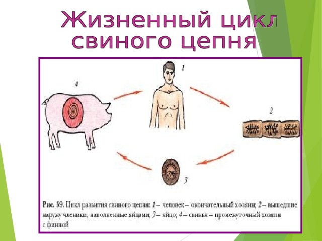 Червь в цикле которого человек промежуточный хозяин. Свиной цепень жизненный цикл промежуточный хозяин. Свиной цепень основной хозяин промежуточный хозяин. Свиной цепень основной и промежуточный хозяин. Промежуточным хозяином свиного цепня является.