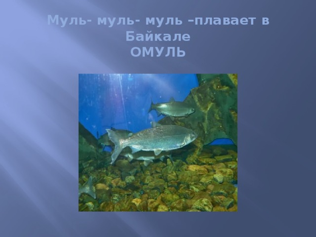 Муль- муль- муль –плавает в Байкале  ОМУЛЬ
