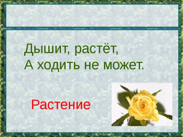 Дышит, растёт, А ходить не может. Растение 06.11.17