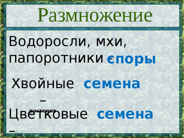 Размножение Водоросли, мхи, папоротники - споры Хвойные – растения семена Цветковые – растения семена 06.11.17