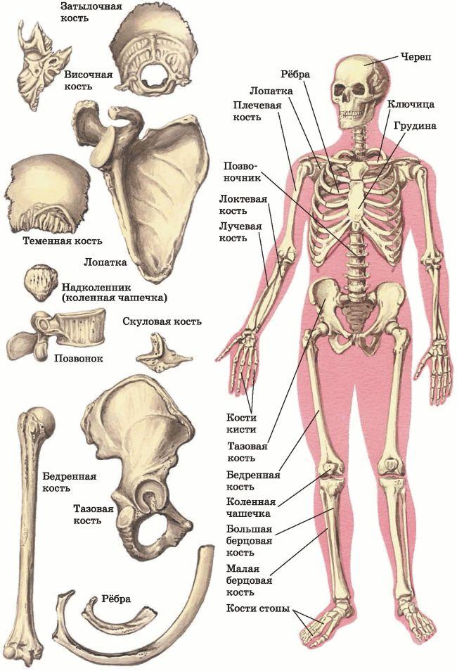Скелет человека красивые картинки