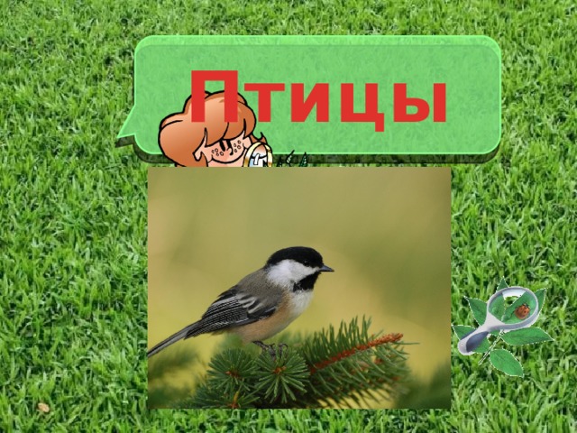 Птицы