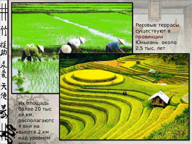 Рисовые террасы существуют в провинции Юньнань около 2,5 тыс. лет Их площадь более 20 тыс кв.км, располагаются они на высоте 2 км над уровнем моря.